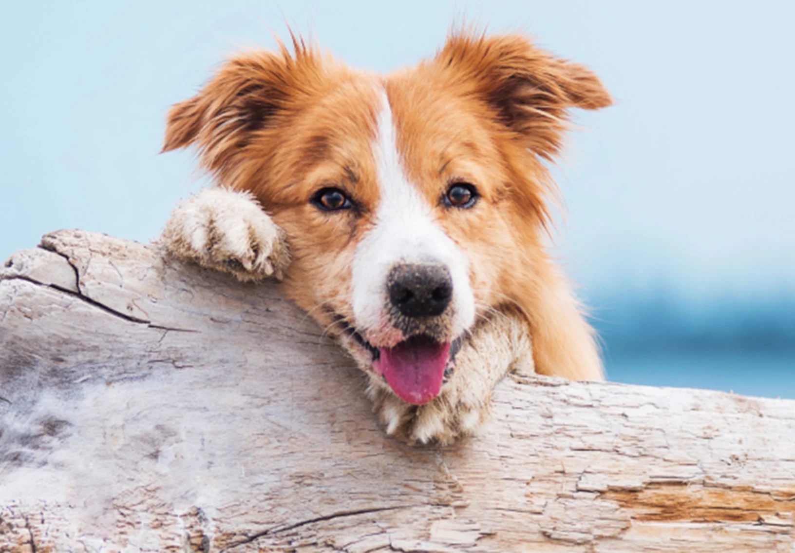 Dog on wood with tongue out at beach Dog on wood with tongue out at beach