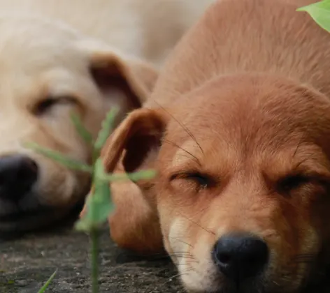 two dogs laying out in nature, sleeping with their heads down 
