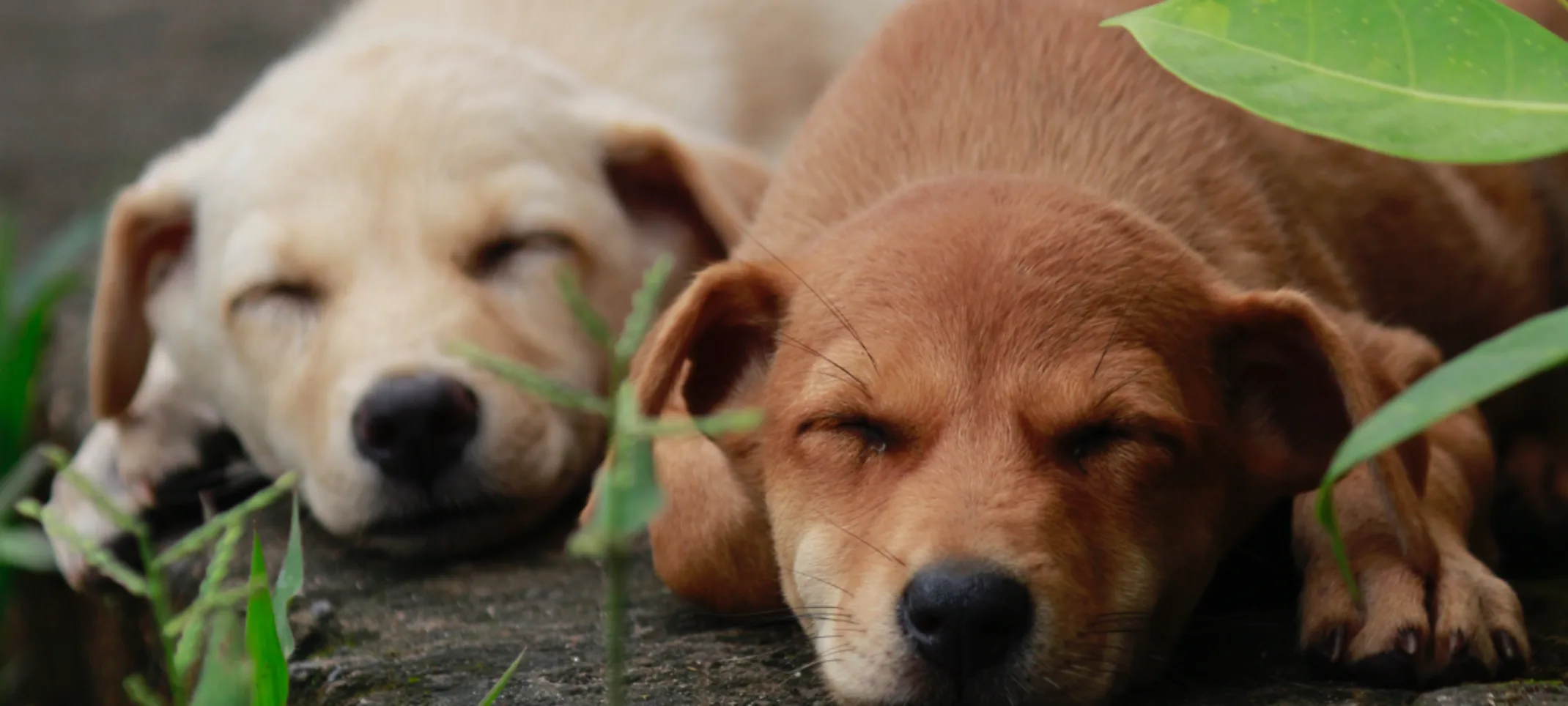 two dogs laying out in nature, sleeping with their heads down 