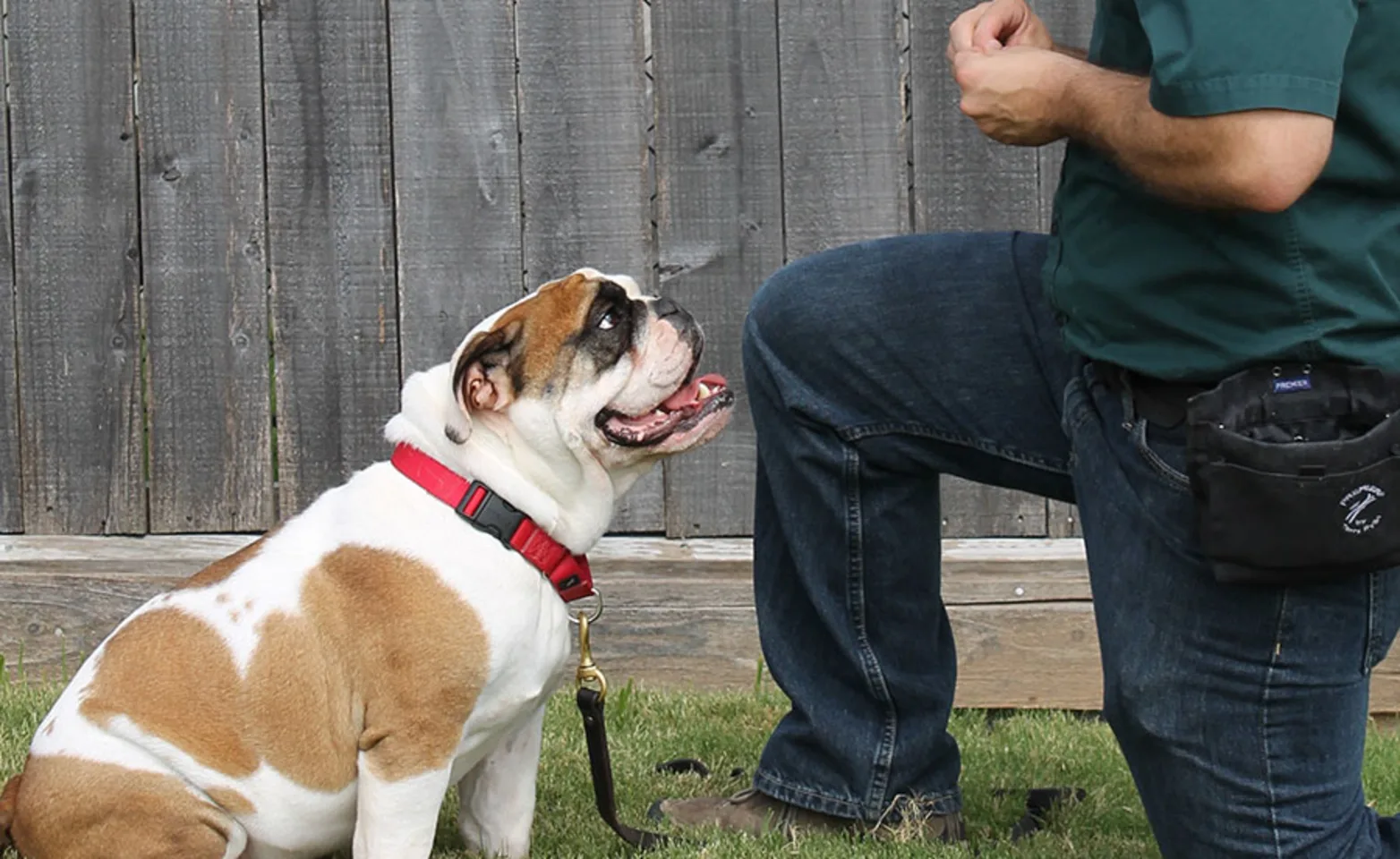 A Dog Sits in Front of a Kneeling Staff Member at Rover Oaks Pet Resort A Dog Sits in Front of a Kneeling Staff Member at Rover Oaks Pet Resort
