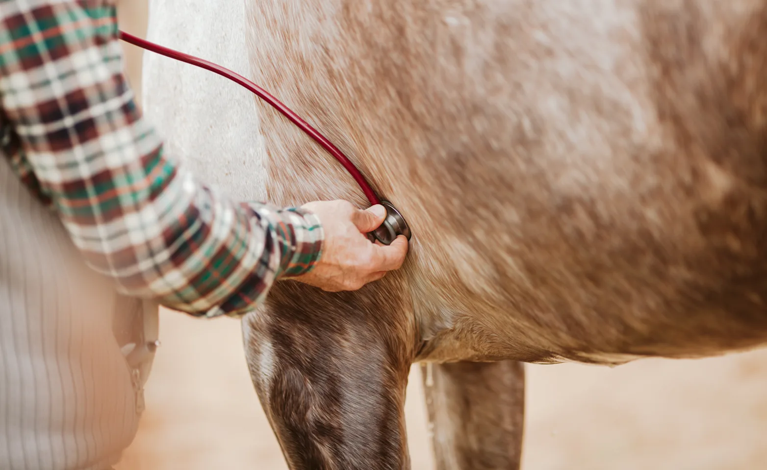 Horse being examined with a stethoscope Horse being examined with a stethoscope