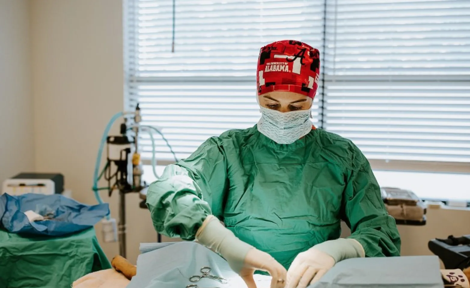 A veterinarian in scrubs wearing a University of Alabama cap while performing surgery A veterinarian in scrubs wearing a University of Alabama cap while performing surgery