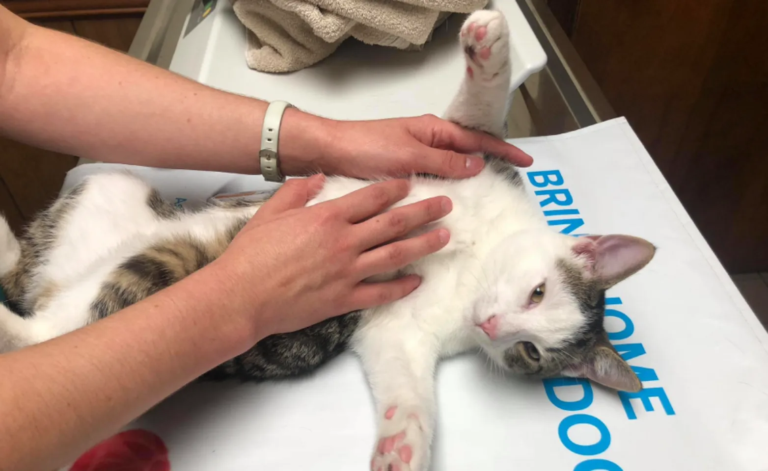 Cat getting examined on table at Mt. Nittany Veterinary Hospital Cat getting examined on table at Mt. Nittany Veterinary Hospital