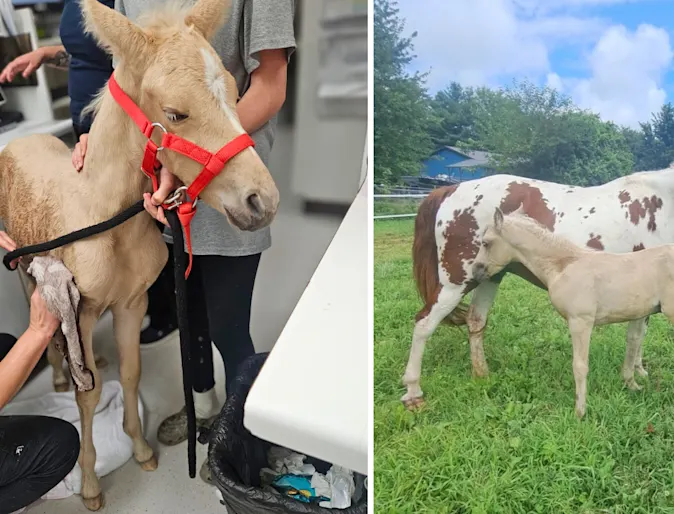 Staff members posing with a tan creamed foal. Staff members posing with a tan creamed foal.