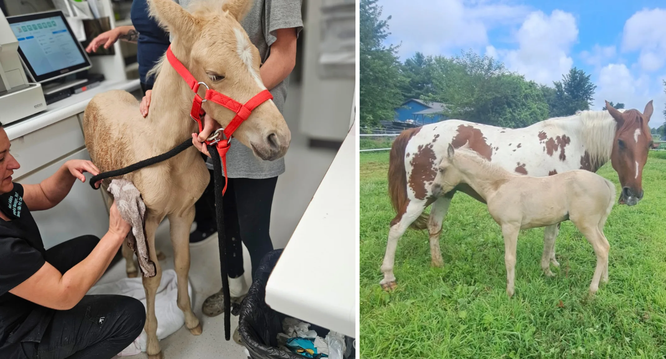 Staff members posing with a tan creamed foal. Staff members posing with a tan creamed foal.