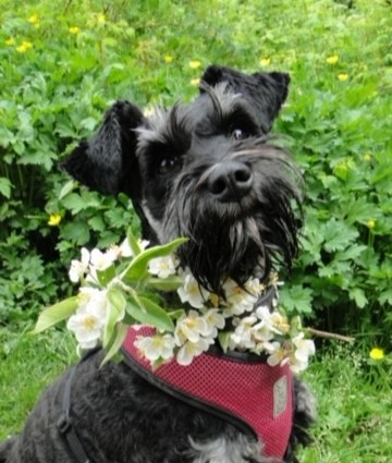 Jazz: black dog with red harness 