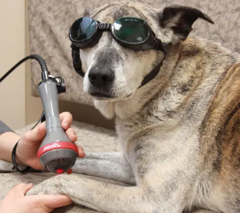 Brindle dog receiving laser therapy treatment and wearing goggles