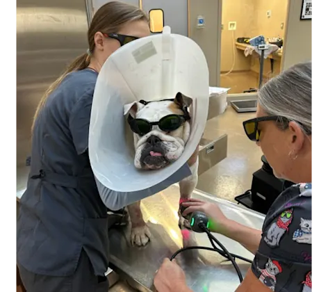 Dog receiving laser therapy treatment and wearing goggles Dog receiving laser therapy treatment and wearing goggles