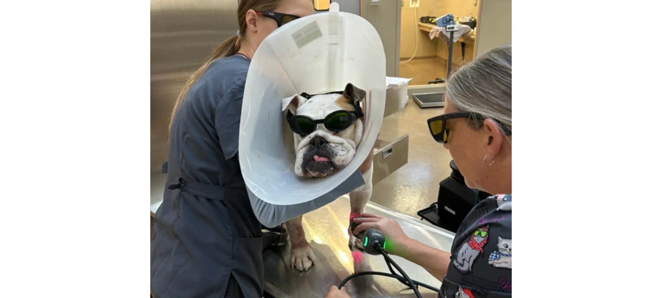 Dog receiving laser therapy treatment and wearing goggles Dog receiving laser therapy treatment and wearing goggles