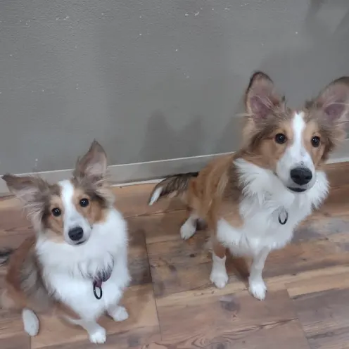 Two Border Collie Puppies