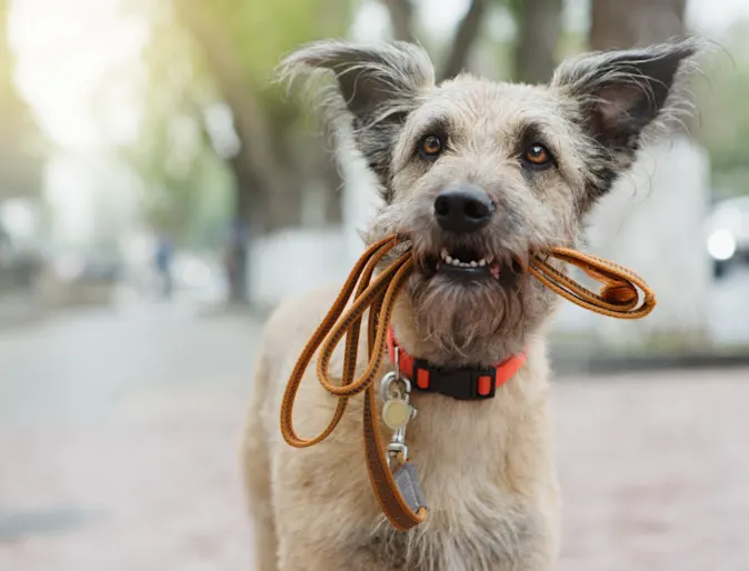A Gray/Brown Dog Biting its Leash Standing Outside A Gray/Brown Dog Biting its Leash Standing Outside
