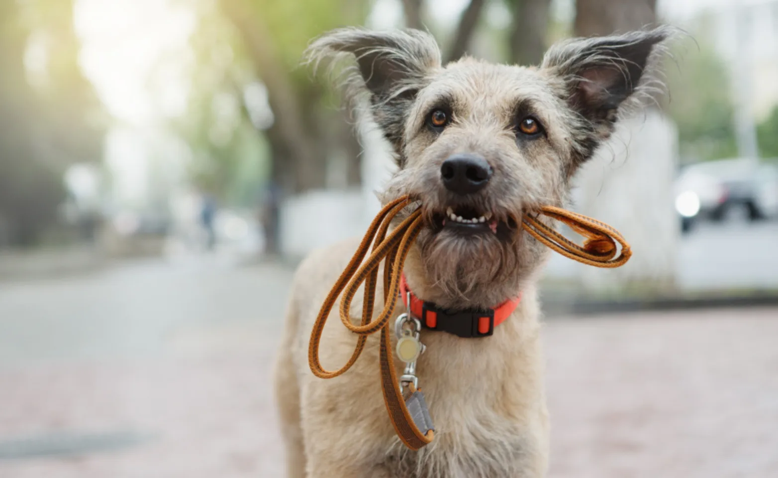 A Gray/Brown Dog Biting its Leash Standing Outside A Gray/Brown Dog Biting its Leash Standing Outside