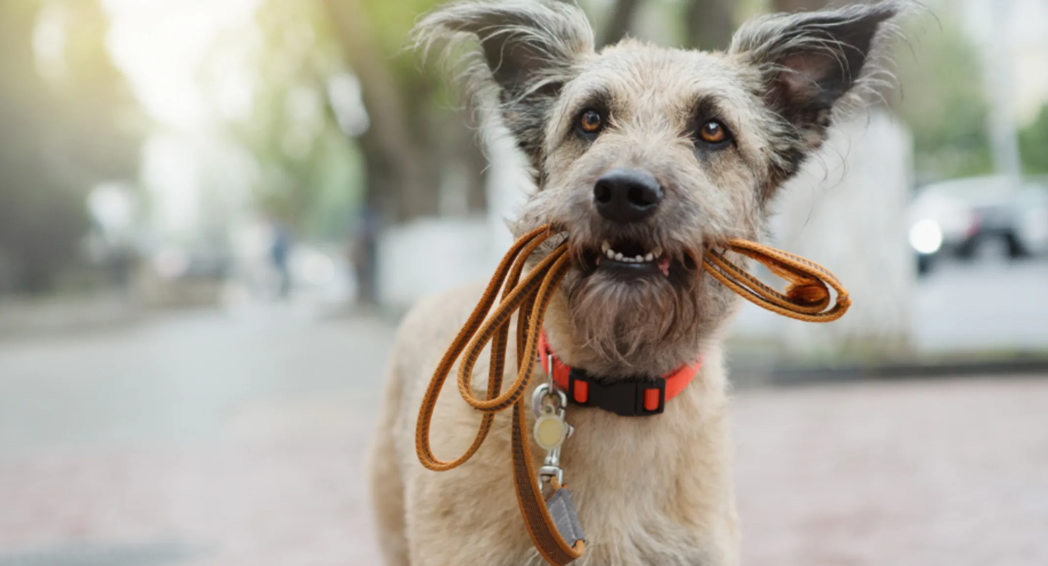 A Gray/Brown Dog Biting its Leash Standing Outside A Gray/Brown Dog Biting its Leash Standing Outside