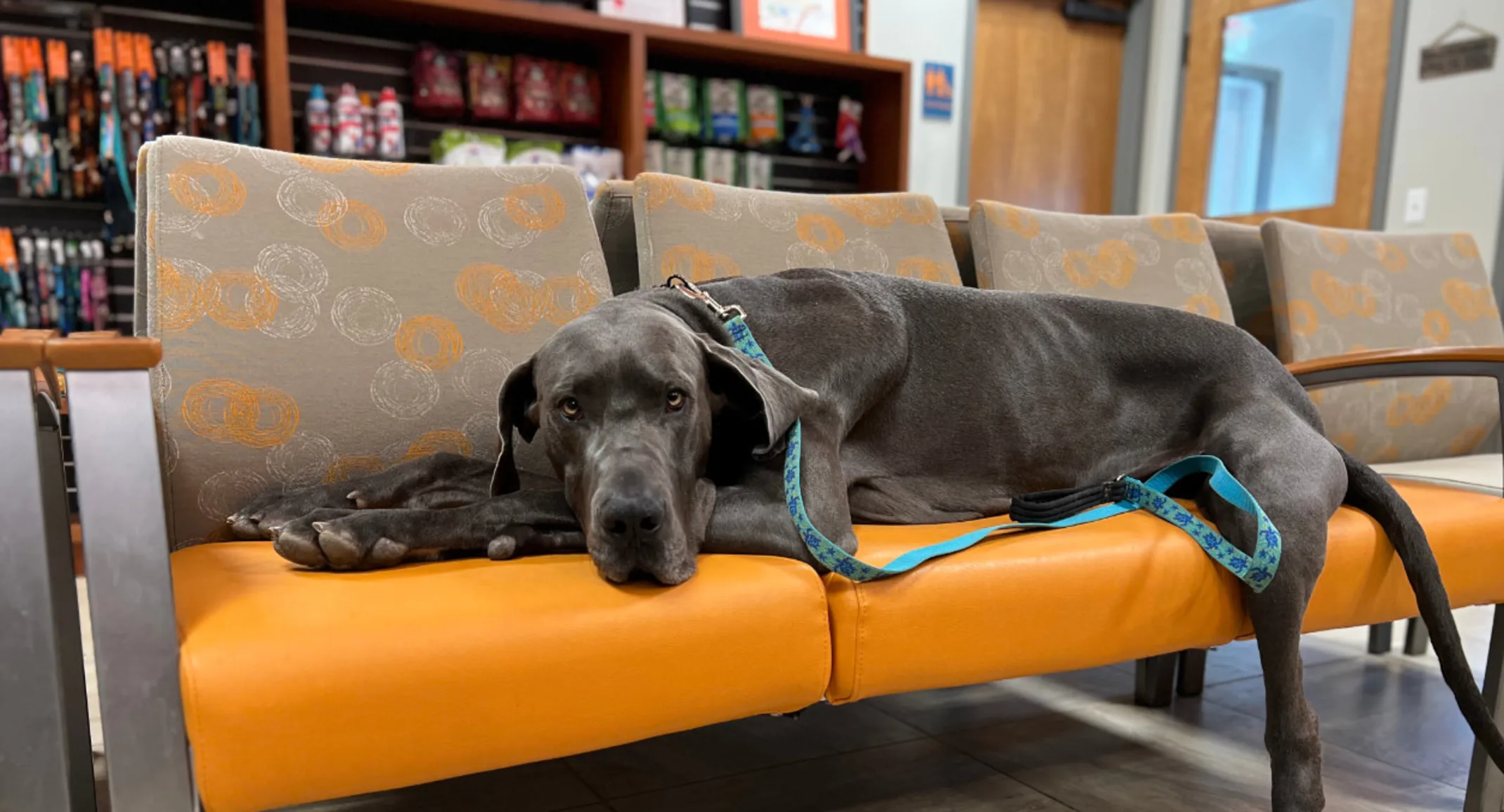 Dog with collar and leash laying on a couch in Hopkinton lobby Dog with collar and leash laying on a couch in Hopkinton lobby