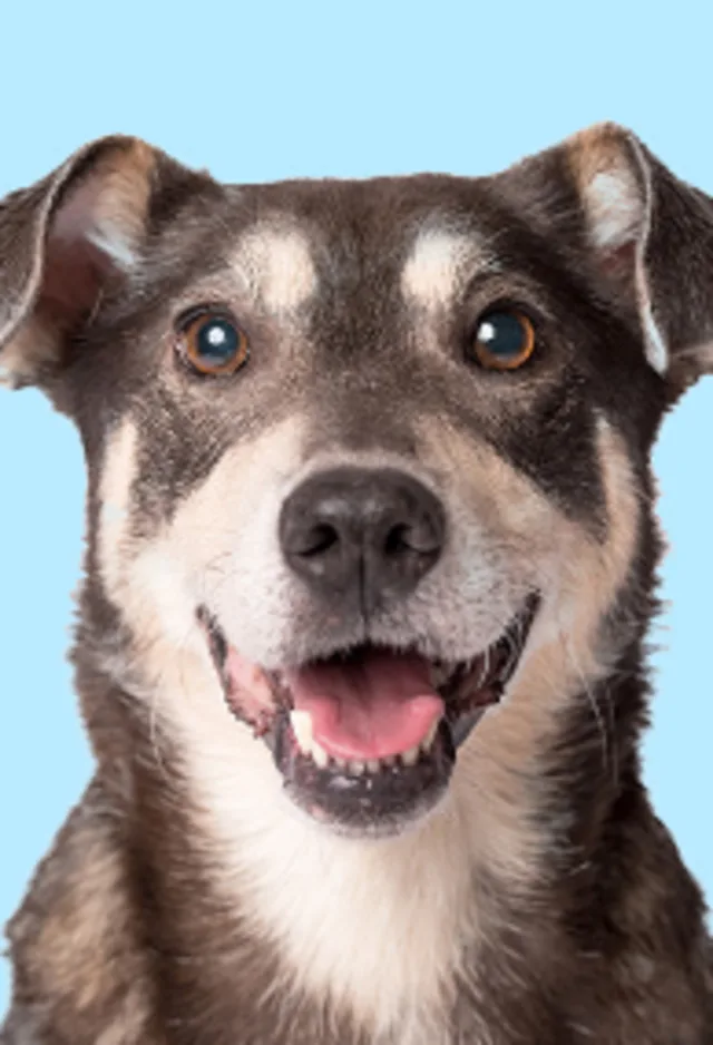 Dog Smiling - Light Blue BG Dog Smiling - Light Blue BG