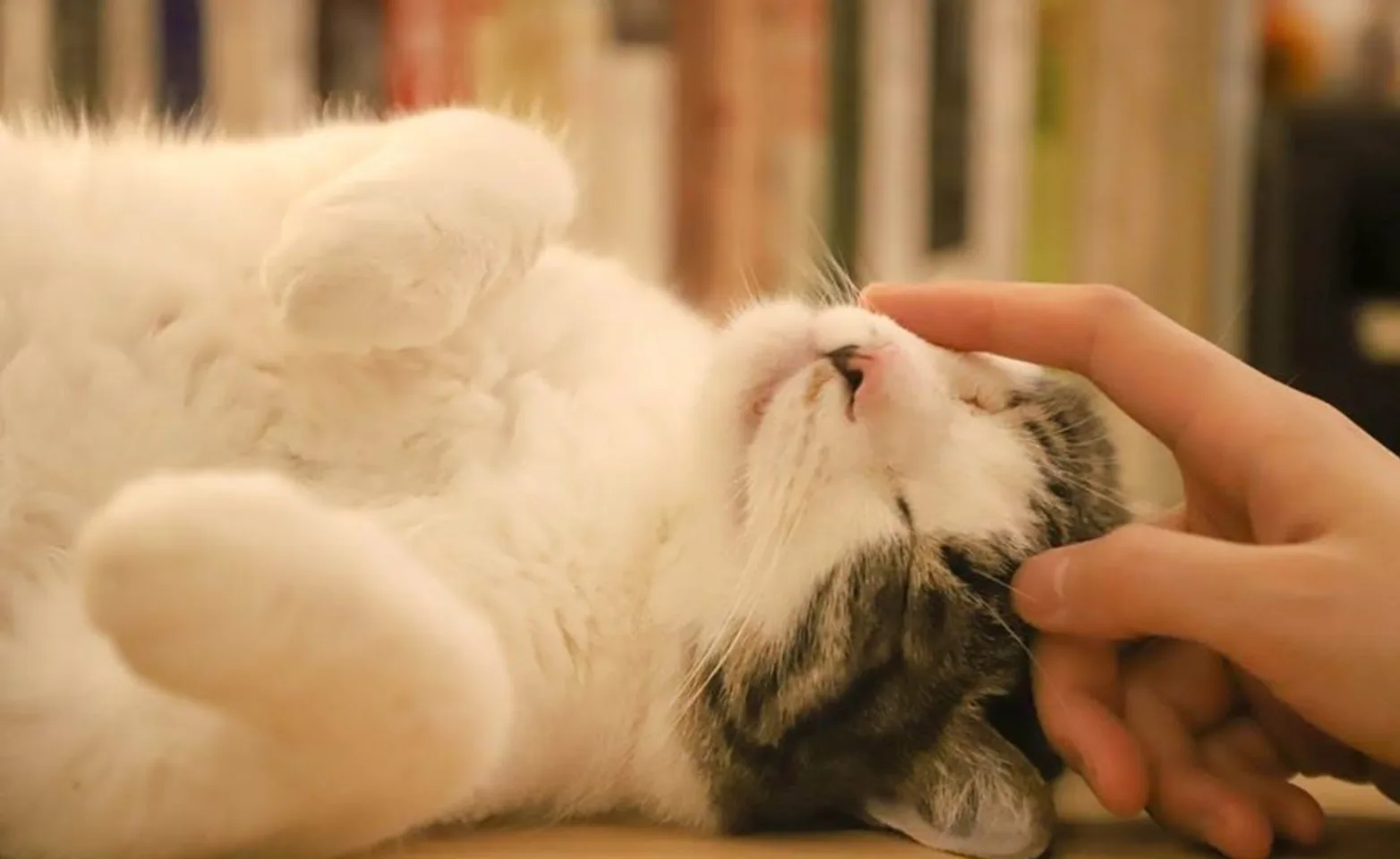 Cat being petted by one of the staff matters.