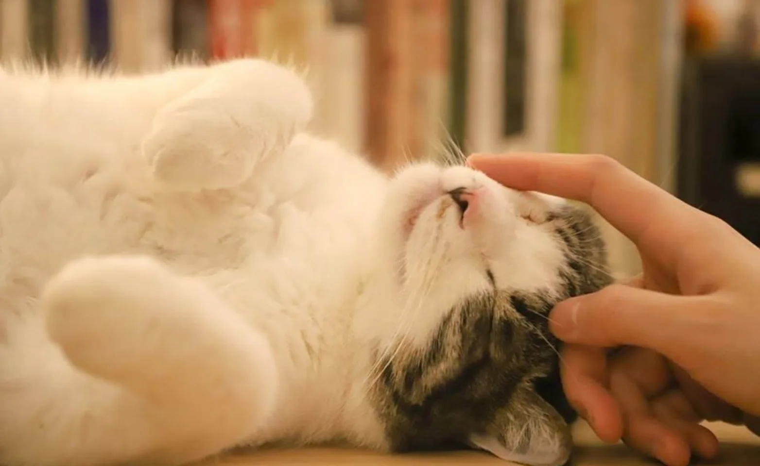 Cat being petted by one of the staff matters. Cat being petted by one of the staff matters.