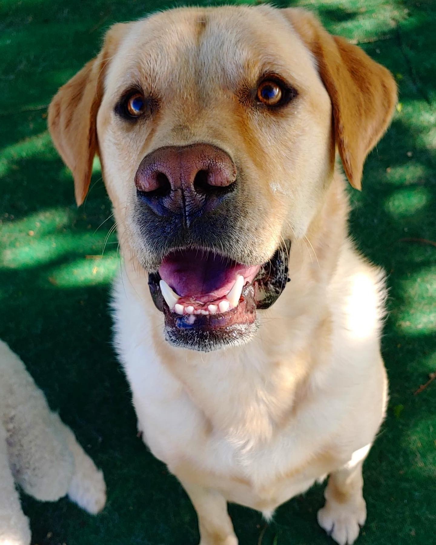 Happy Labrador Retriever