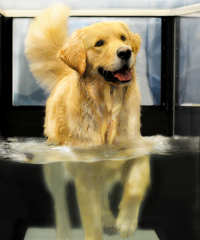 A golden retriever in water