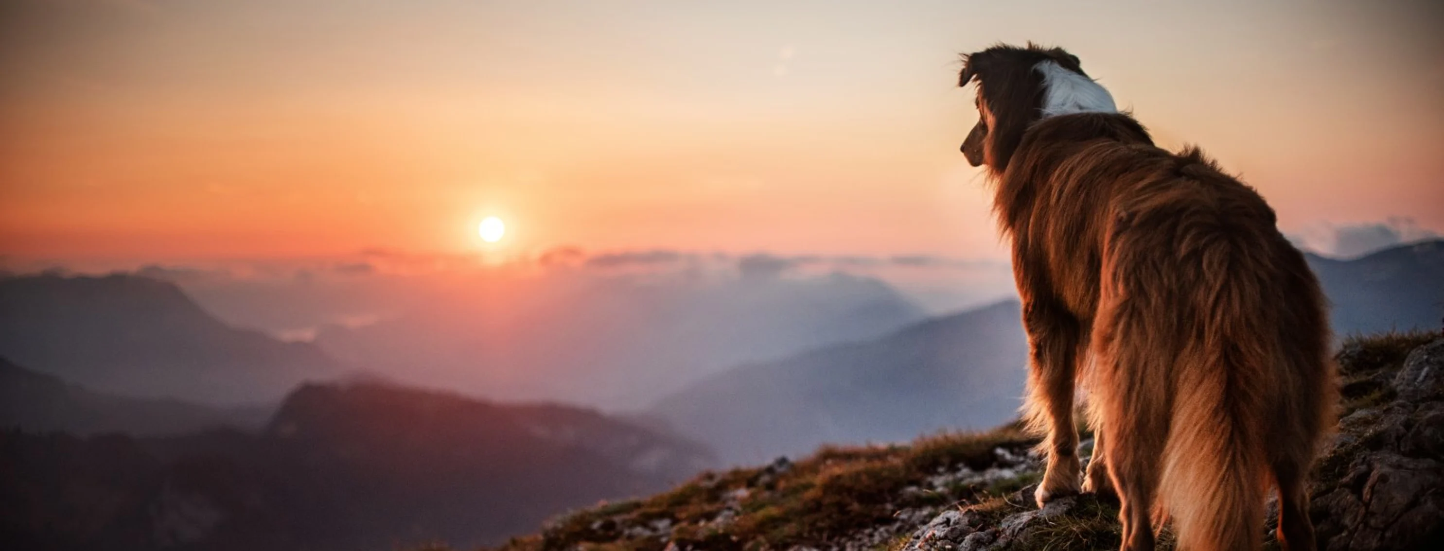 Dog standing on cliff watching sunset Dog standing on cliff watching sunset
