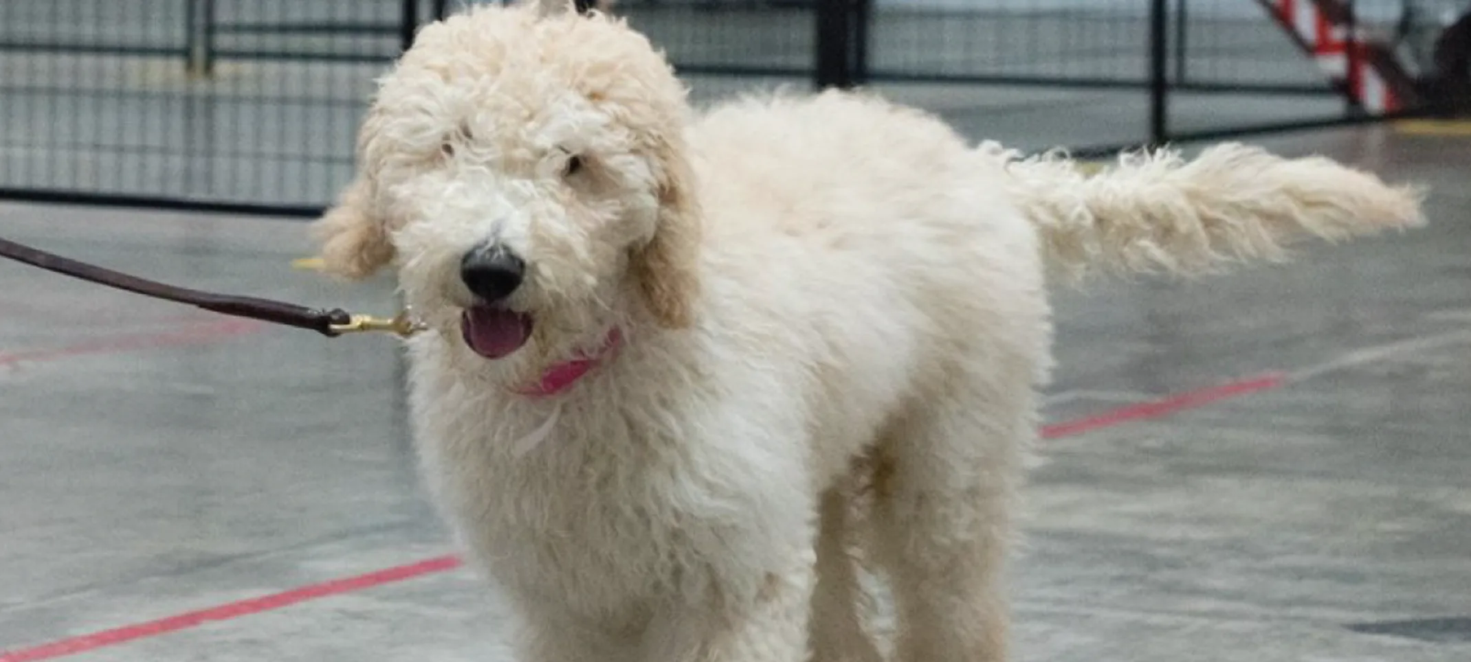 Dog walking around at Folsom Dog Resort Dog walking around at Folsom Dog Resort