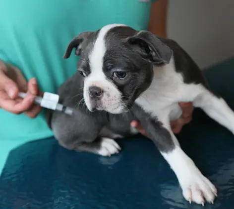 Dog getting a shot Dog getting a shot