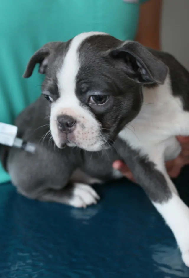 Dog getting a shot Dog getting a shot