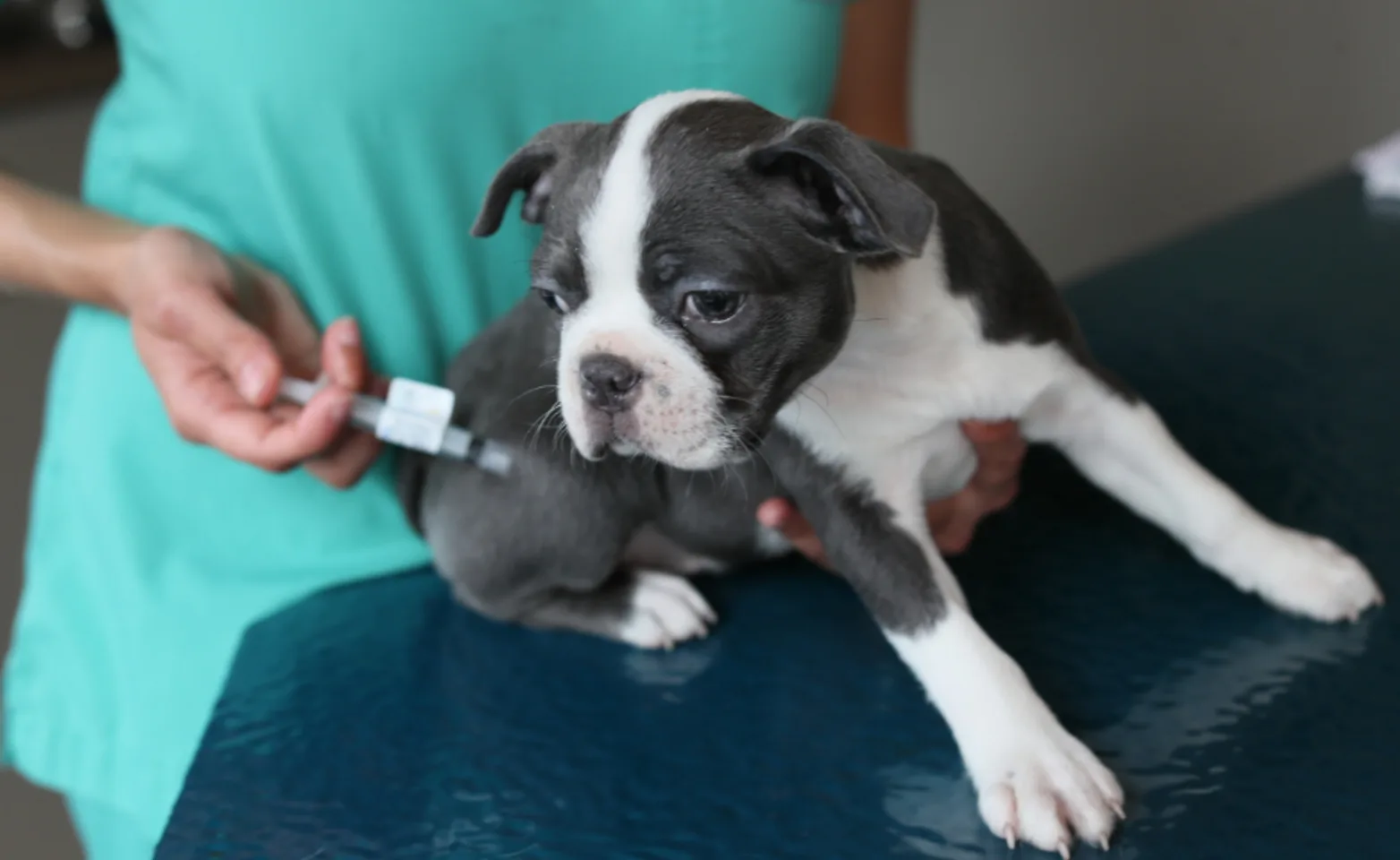 Dog getting a shot Dog getting a shot