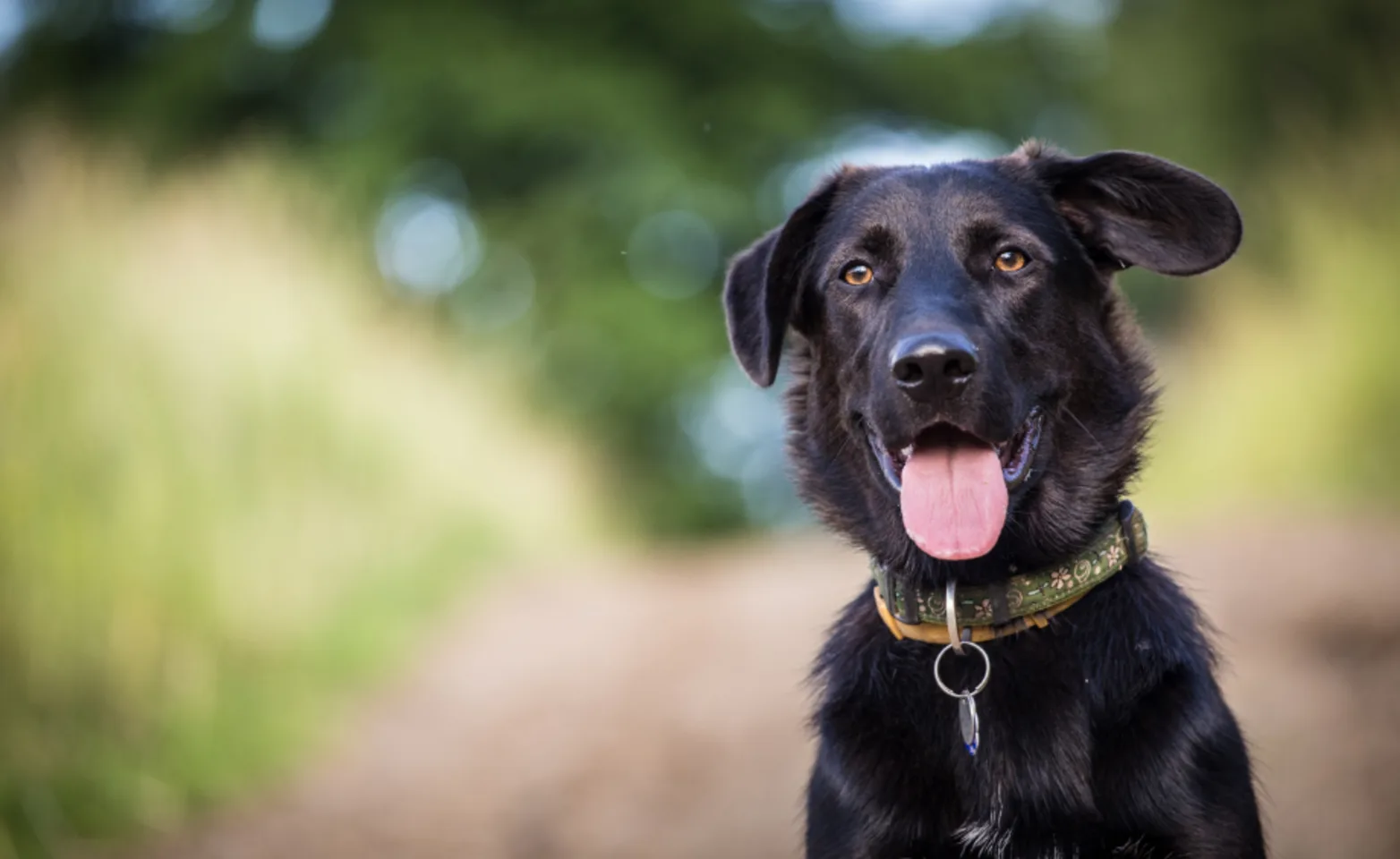 Black Labrador