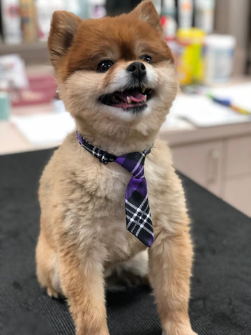 A dog with a tie showing his teeth. 