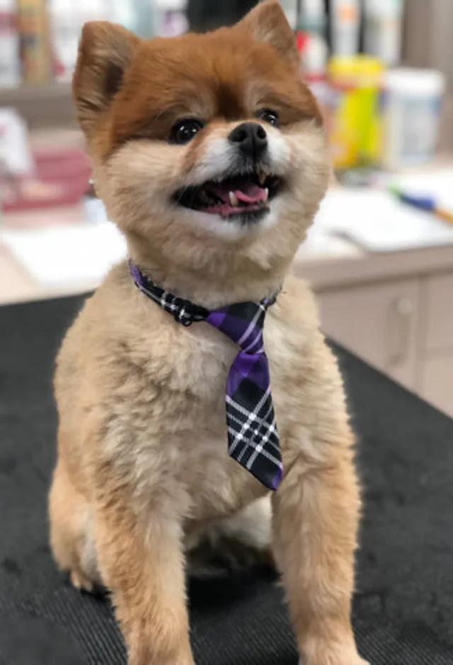 A dog with a tie showing his teeth. A dog with a tie showing his teeth.