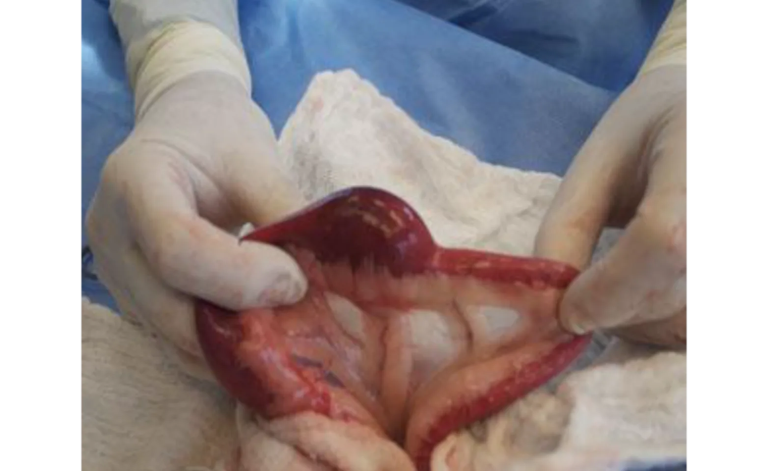 Veterinarian performing surgery Veterinarian performing surgery