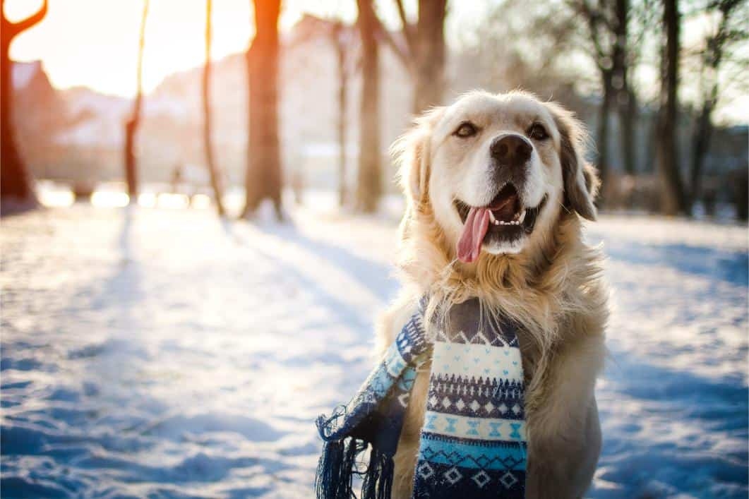 Golden Retriever sitting in snow while wearing a blue scarf.