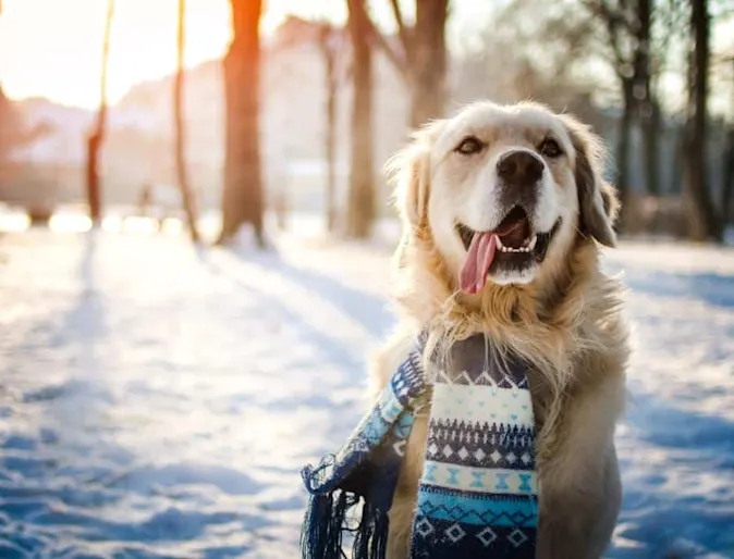 Golden Retriever sitting in snow while wearing a blue scarf. Golden Retriever sitting in snow while wearing a blue scarf.