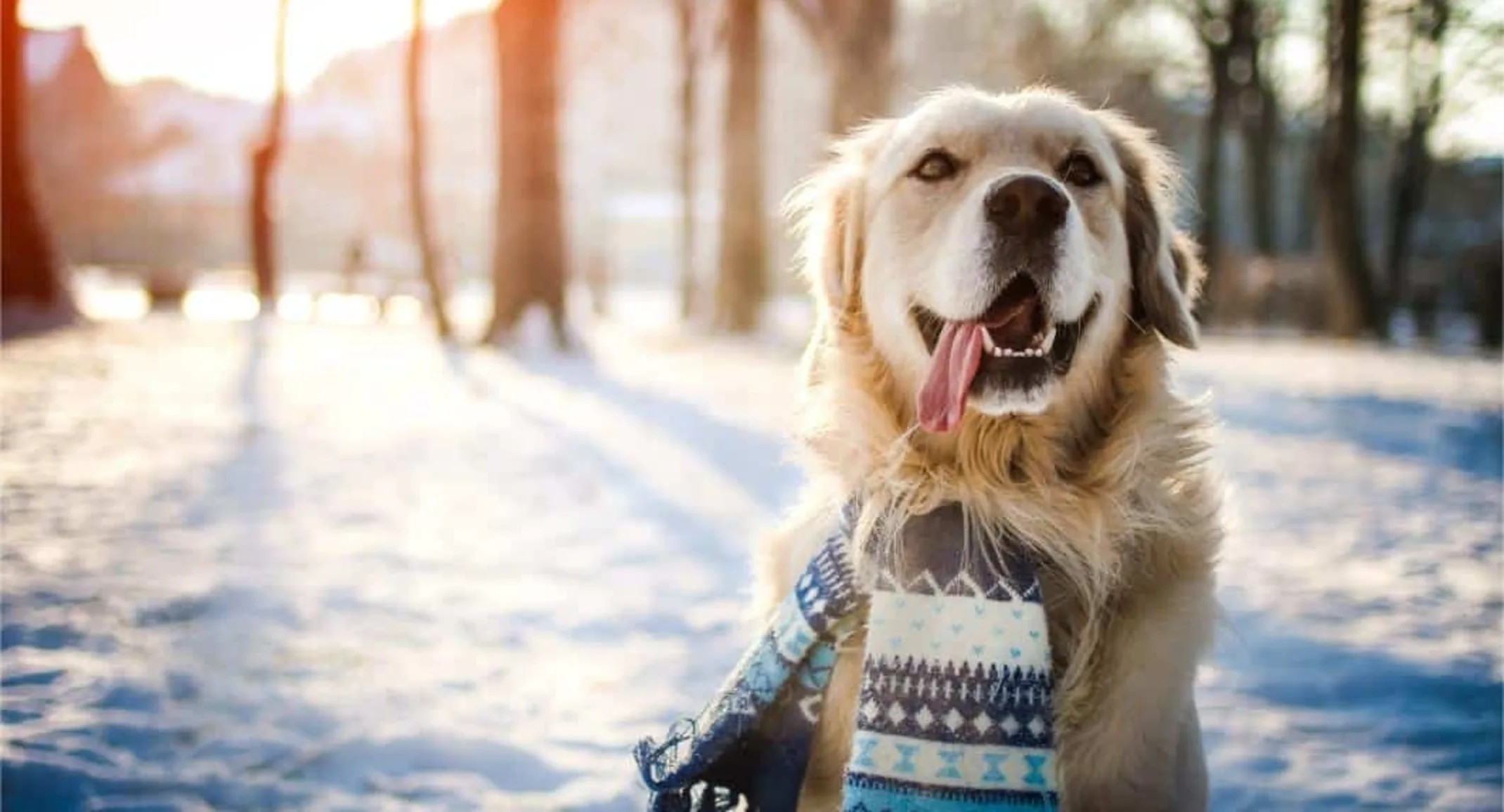 Golden Retriever sitting in snow while wearing a blue scarf. Golden Retriever sitting in snow while wearing a blue scarf.