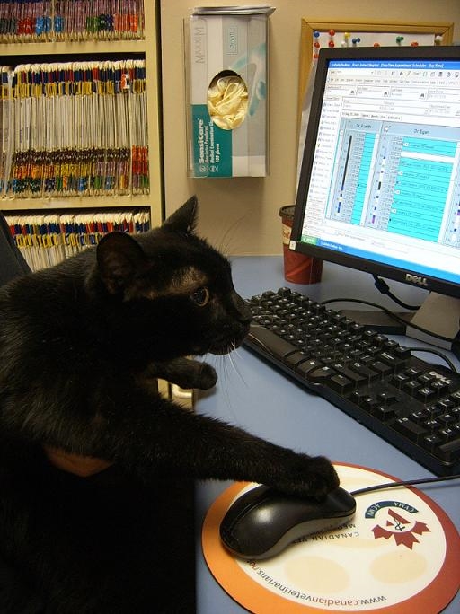 Spookie using a computer 