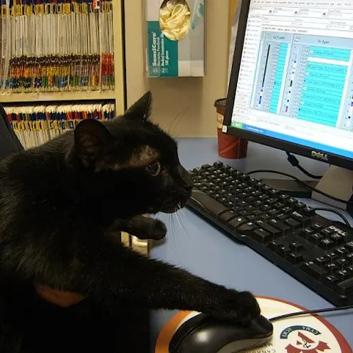 Spookie using a computer Spookie using a computer