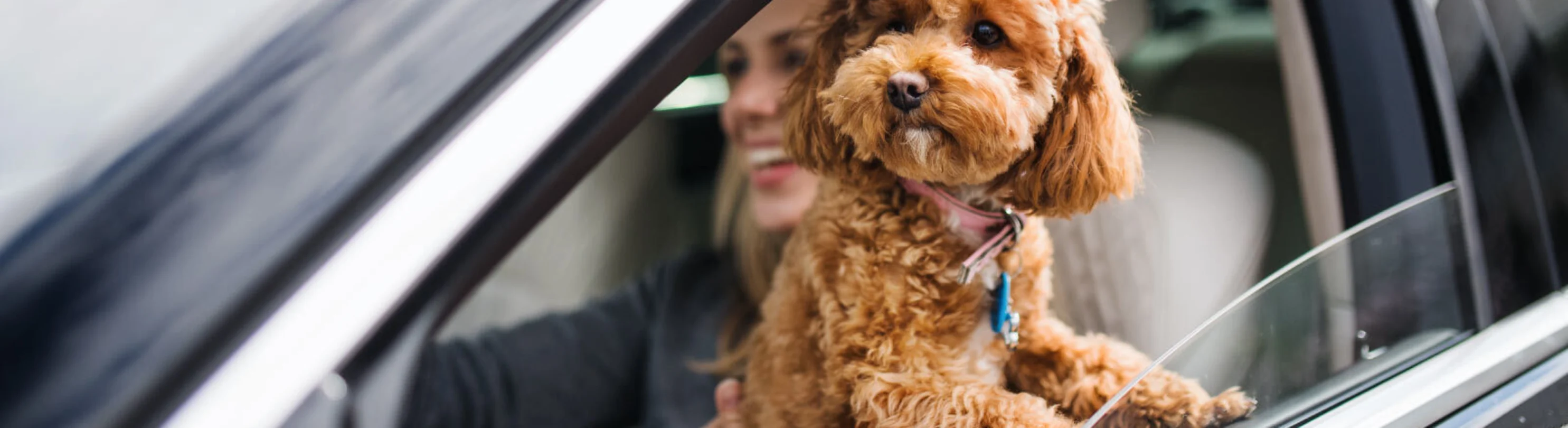Woman holding dog in car Woman holding dog in car