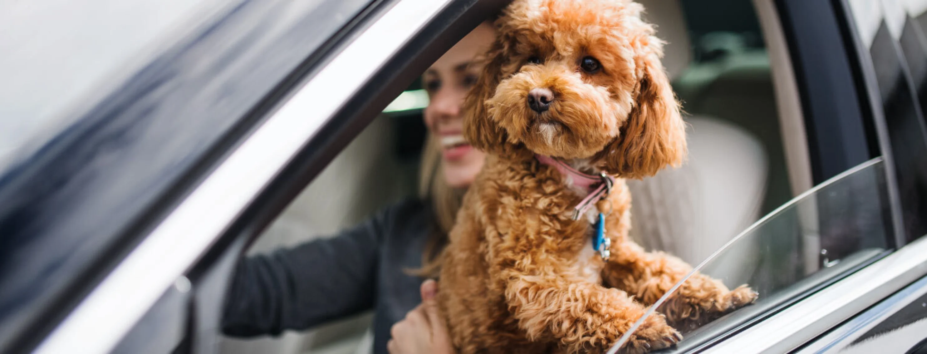 Woman holding dog in car