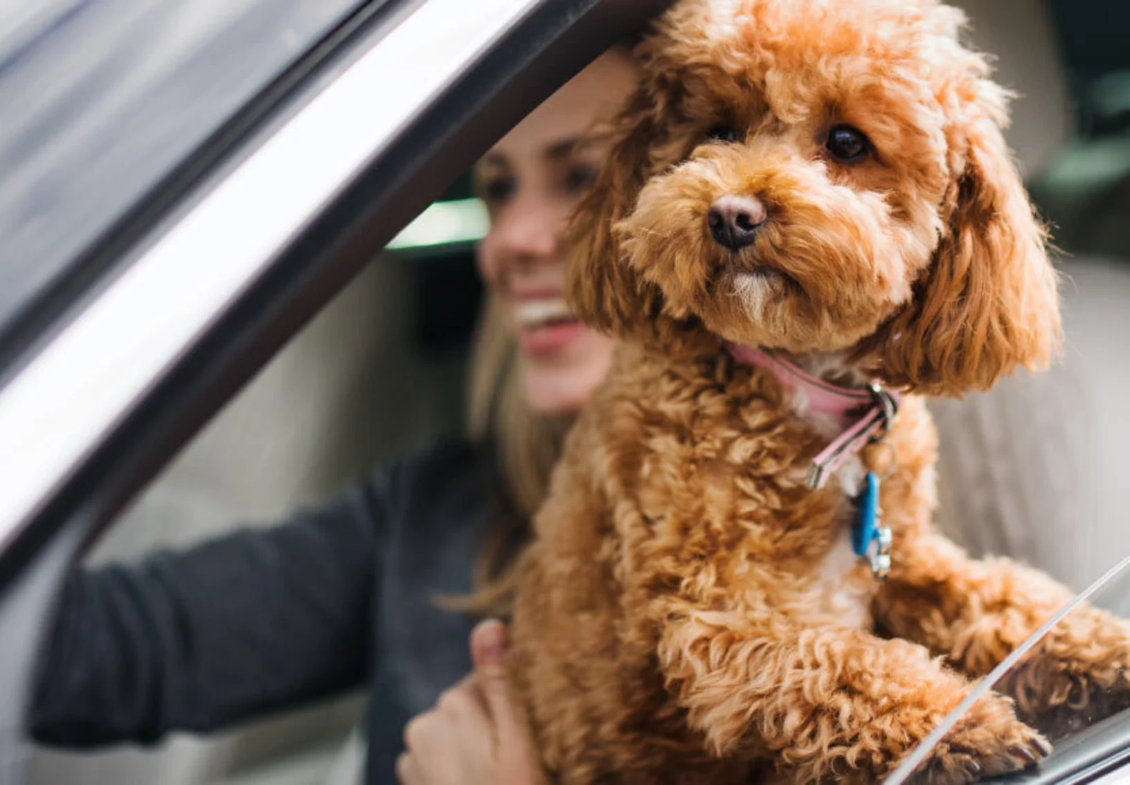 Woman holding dog in car Woman holding dog in car