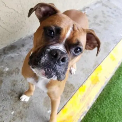 Jackson the dog Jackson the dog