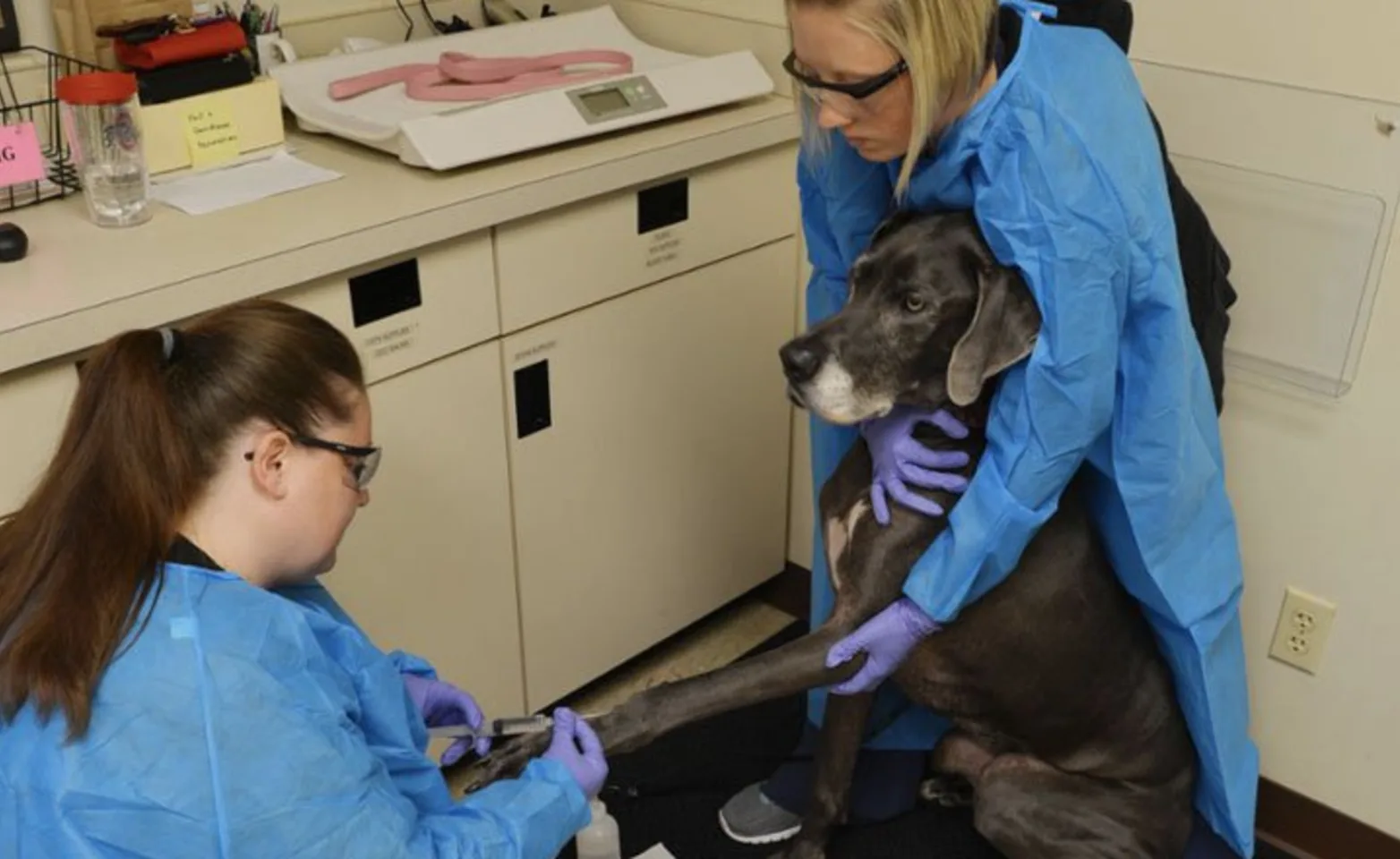 Staff inspecting a dog 