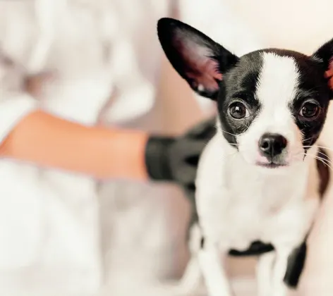 Little chihuahua with Little chihuahua with