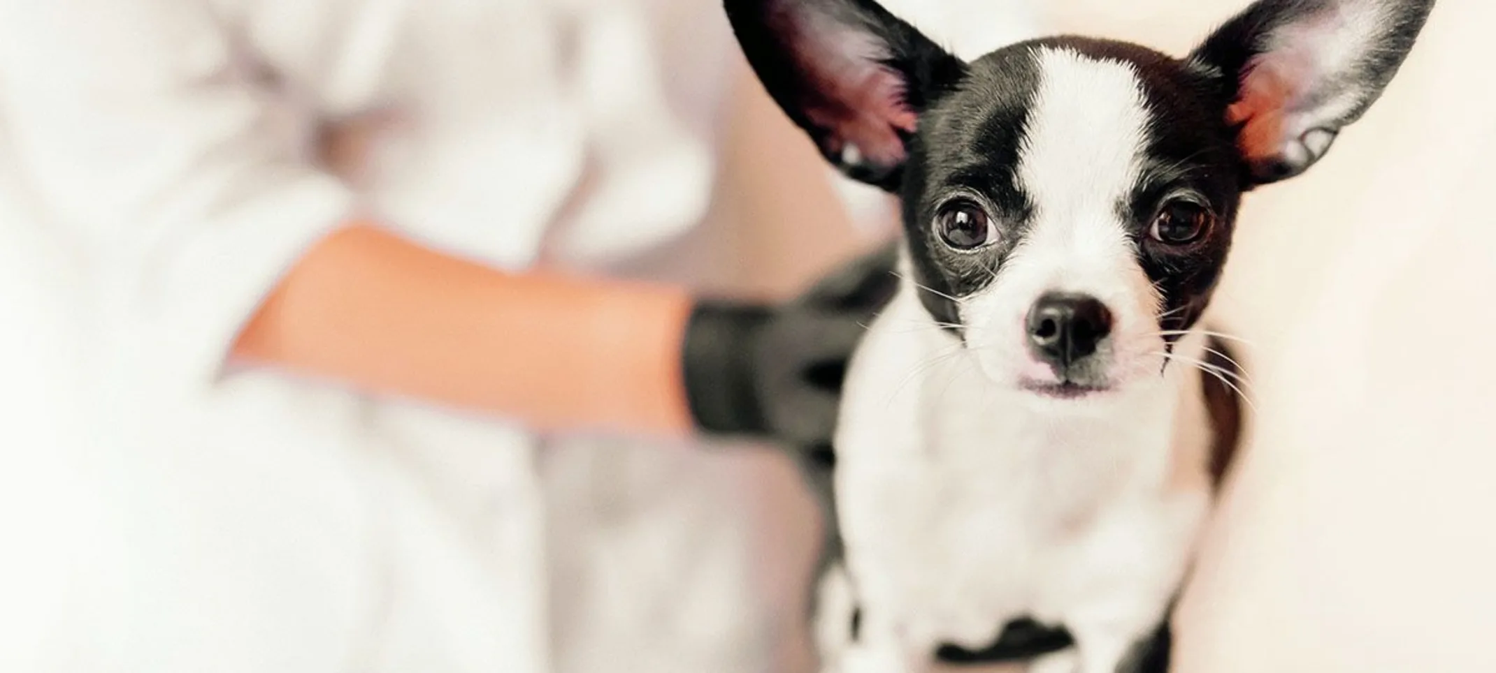 Little chihuahua with Little chihuahua with