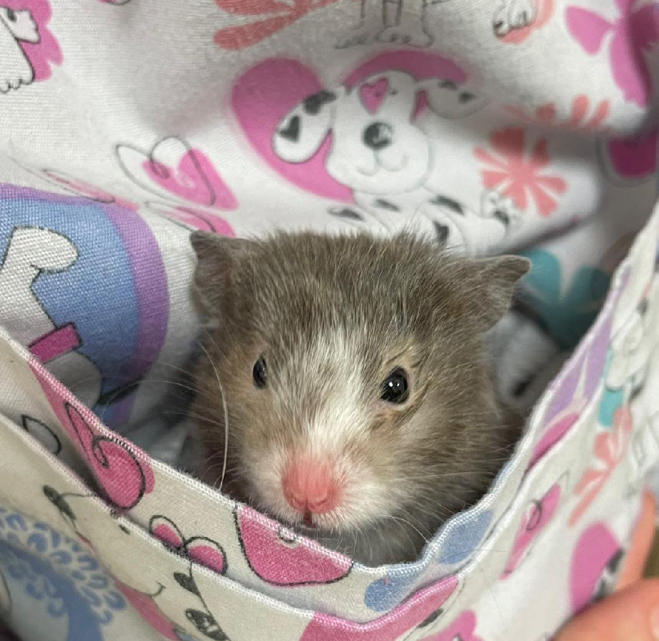 A hamster poking out of the pocket of an LVH staff member