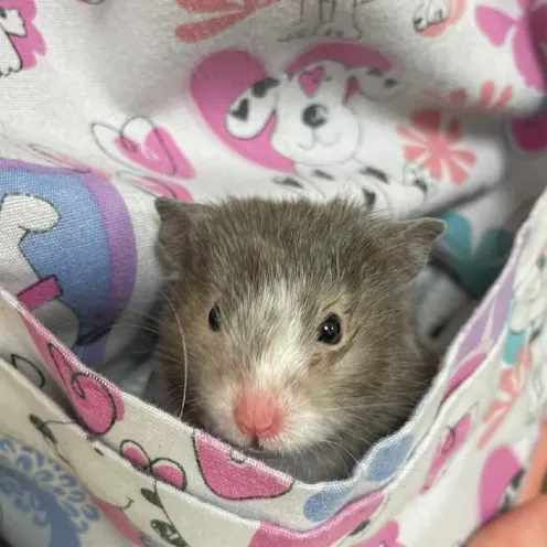 A hamster poking out of the pocket of an LVH staff member