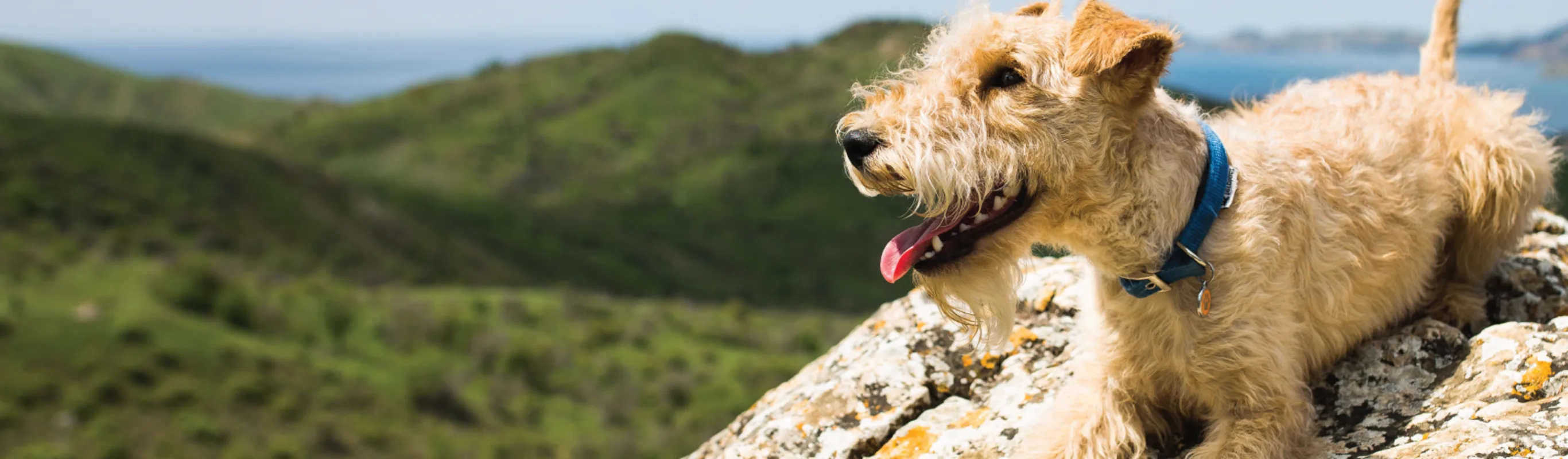 DOG ON ROCK WITH MOUNTAINS IN BACK AND LAKE