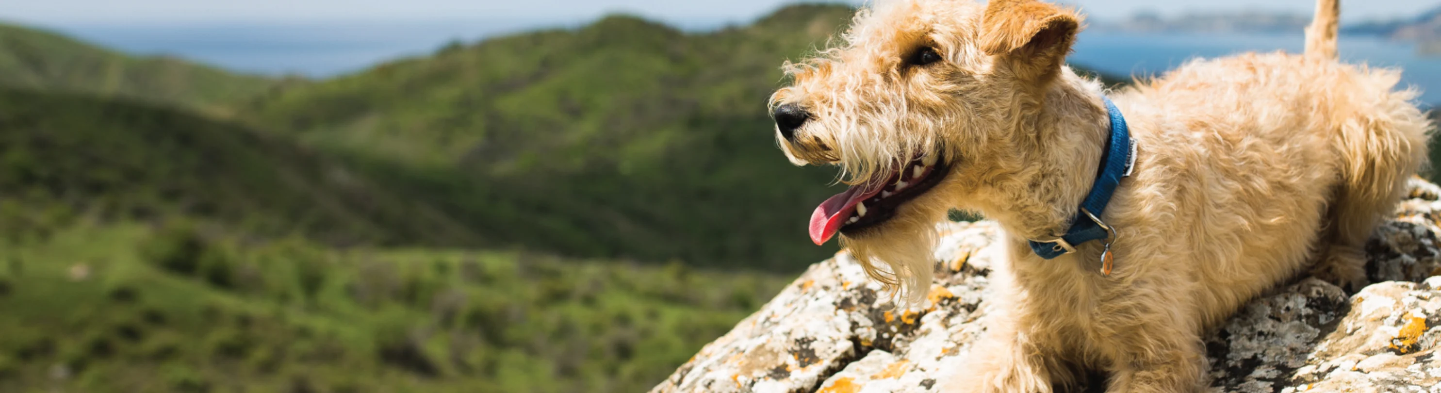 DOG ON ROCK WITH MOUNTAINS IN BACK AND LAKE