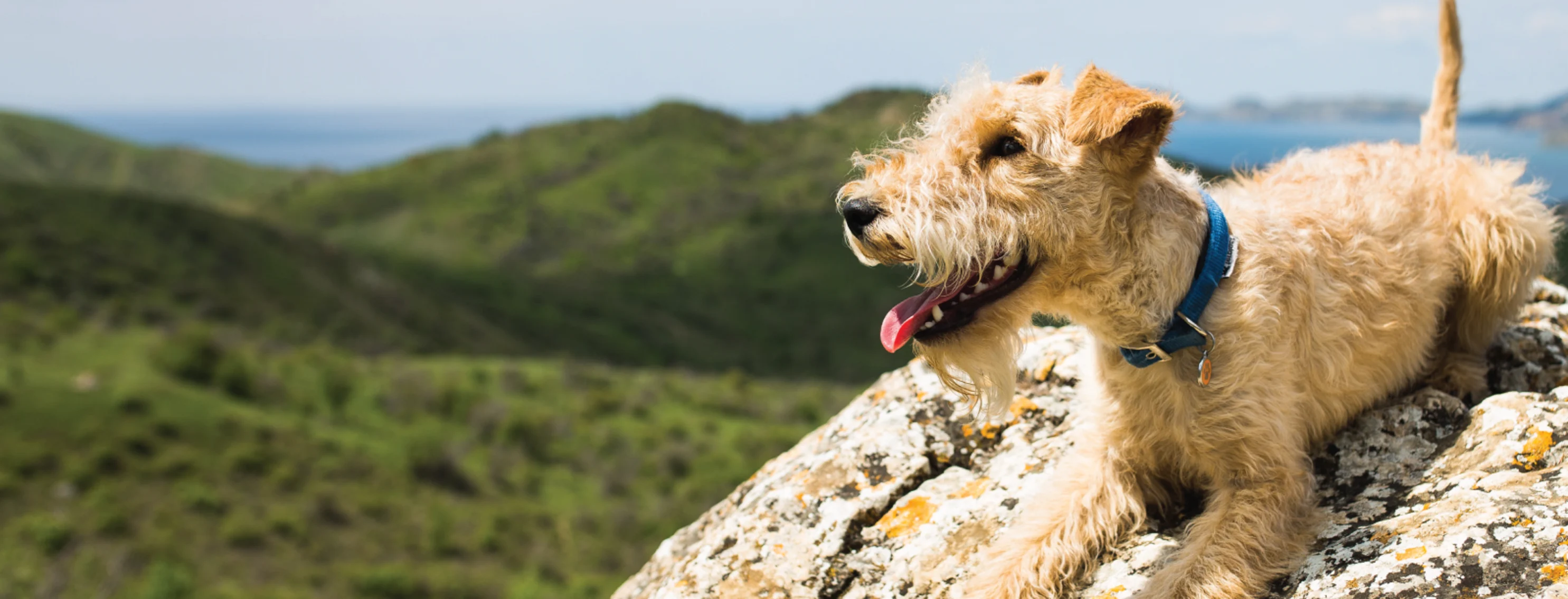 DOG ON ROCK WITH MOUNTAINS IN BACK AND LAKE