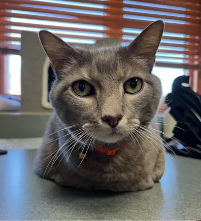 In Memoriam In Memoriam